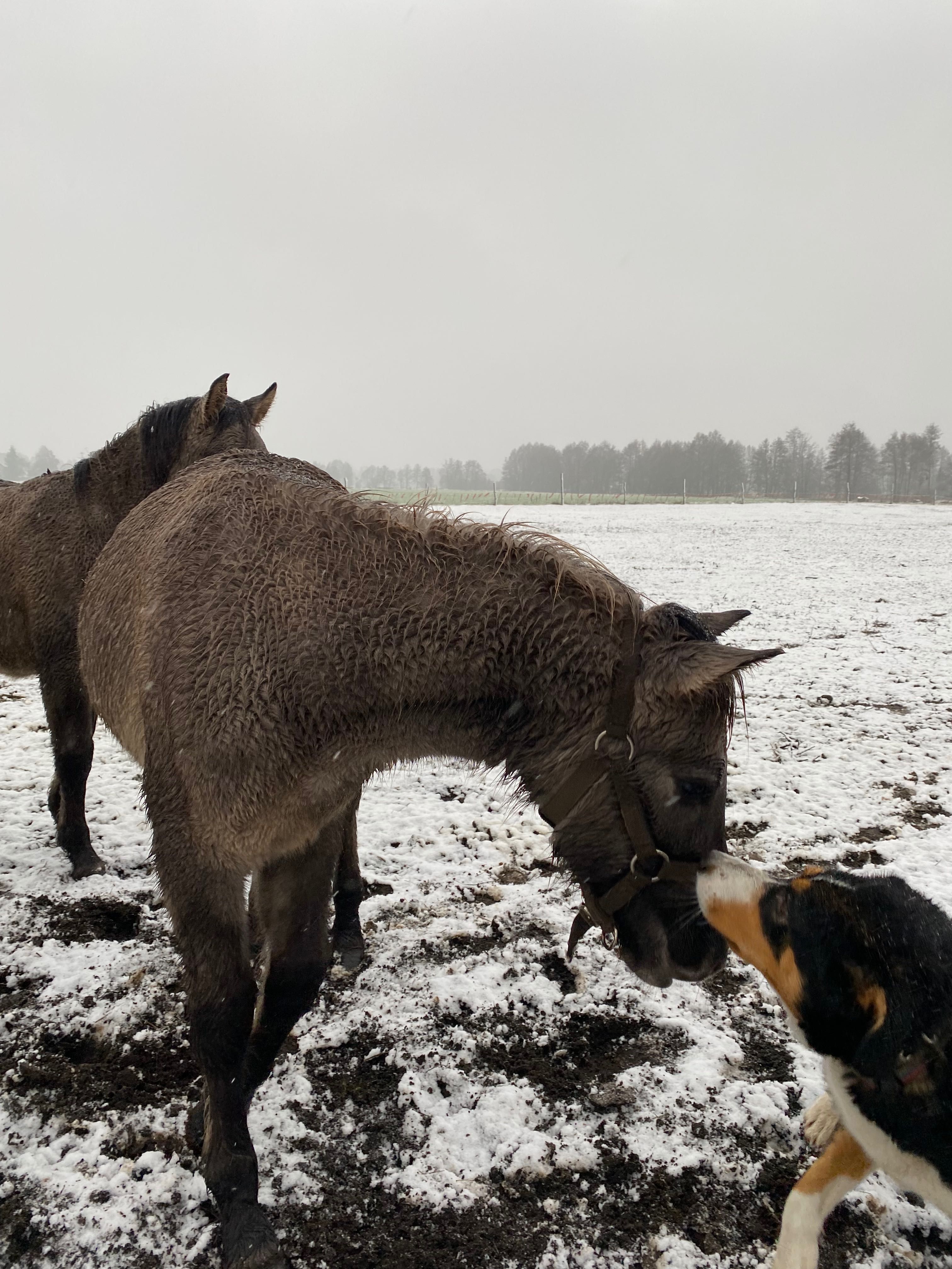 Konik polski ogierek