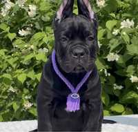 Щеночки Cane corso-чорного забарвлення