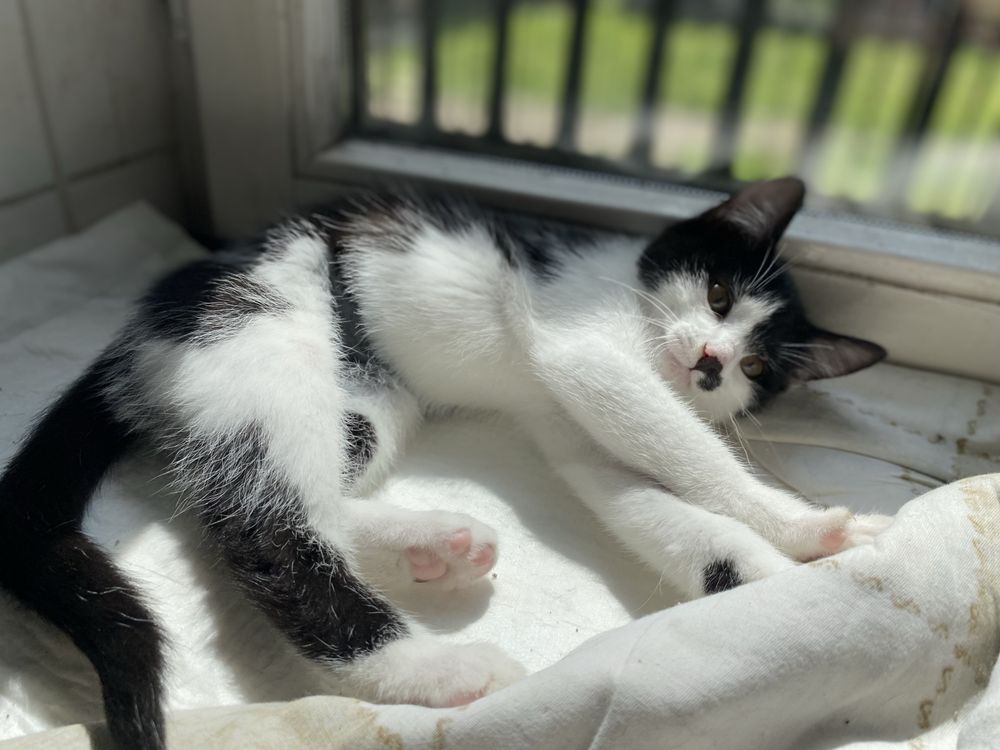 Towarzyska i urocza Charlotte do świadomej adopcji
