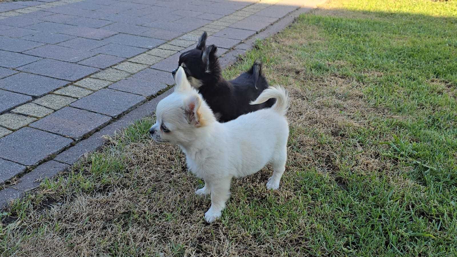 MINI Piesek chihuahua długowłosy Biały ZKwP FCI