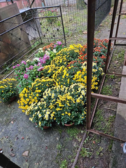 Wiązanki , chryzantemy doniczka i cięte