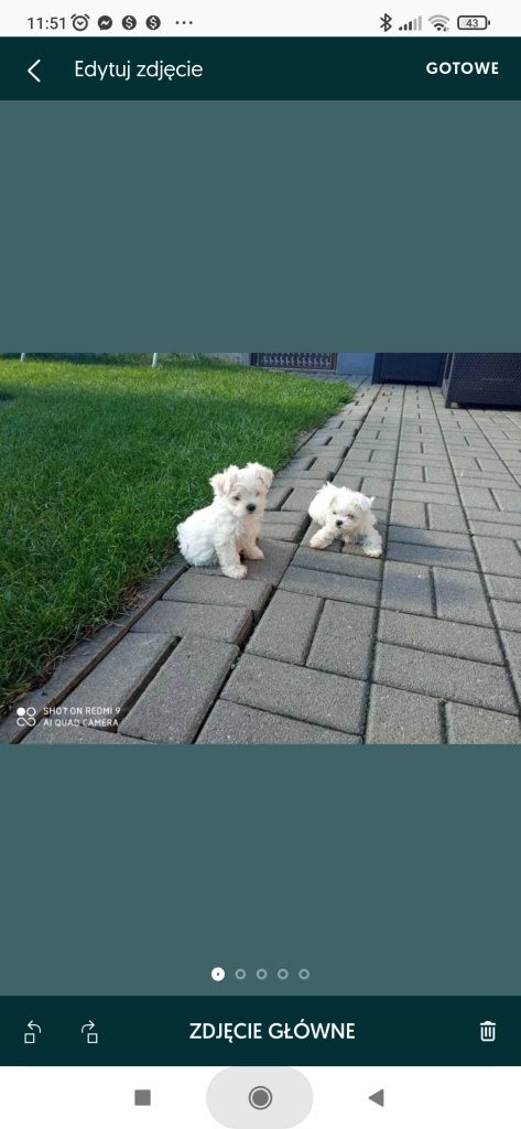 Sprzedam suczkę maltańczyka