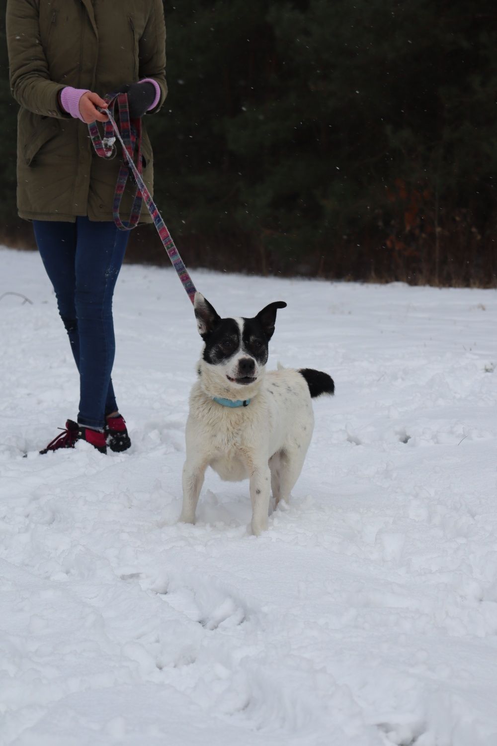 Pokochaj Pulpeta. Pulpecik 4 letni mały piesek do adopcji