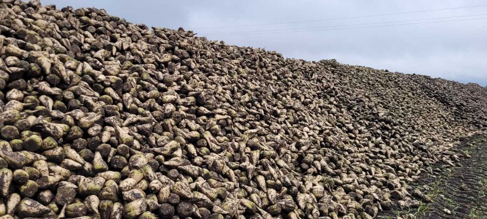 Wysłodki buraczane 26 ton