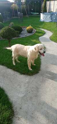 Golden retriever! Piesek