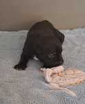 Staffordshire Bull Terrier FCI (ZKwP) staffik PIESEK