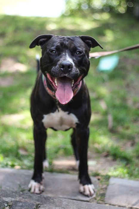Ali 2 letni pitbull amstaff szuka domu