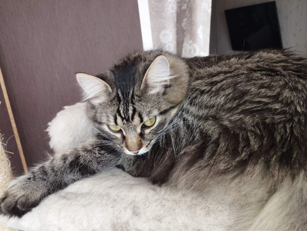 Кошка котенок пушистая сибирская полосатая