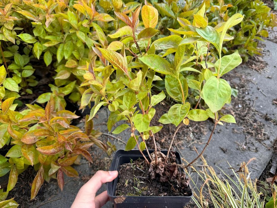 Krzewuszka cudowna 'Wings of Fire' (Weigela florida) Doniczka 2.0L