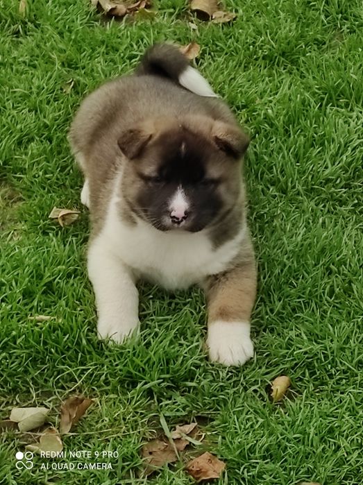Akita Amerykanska suczki