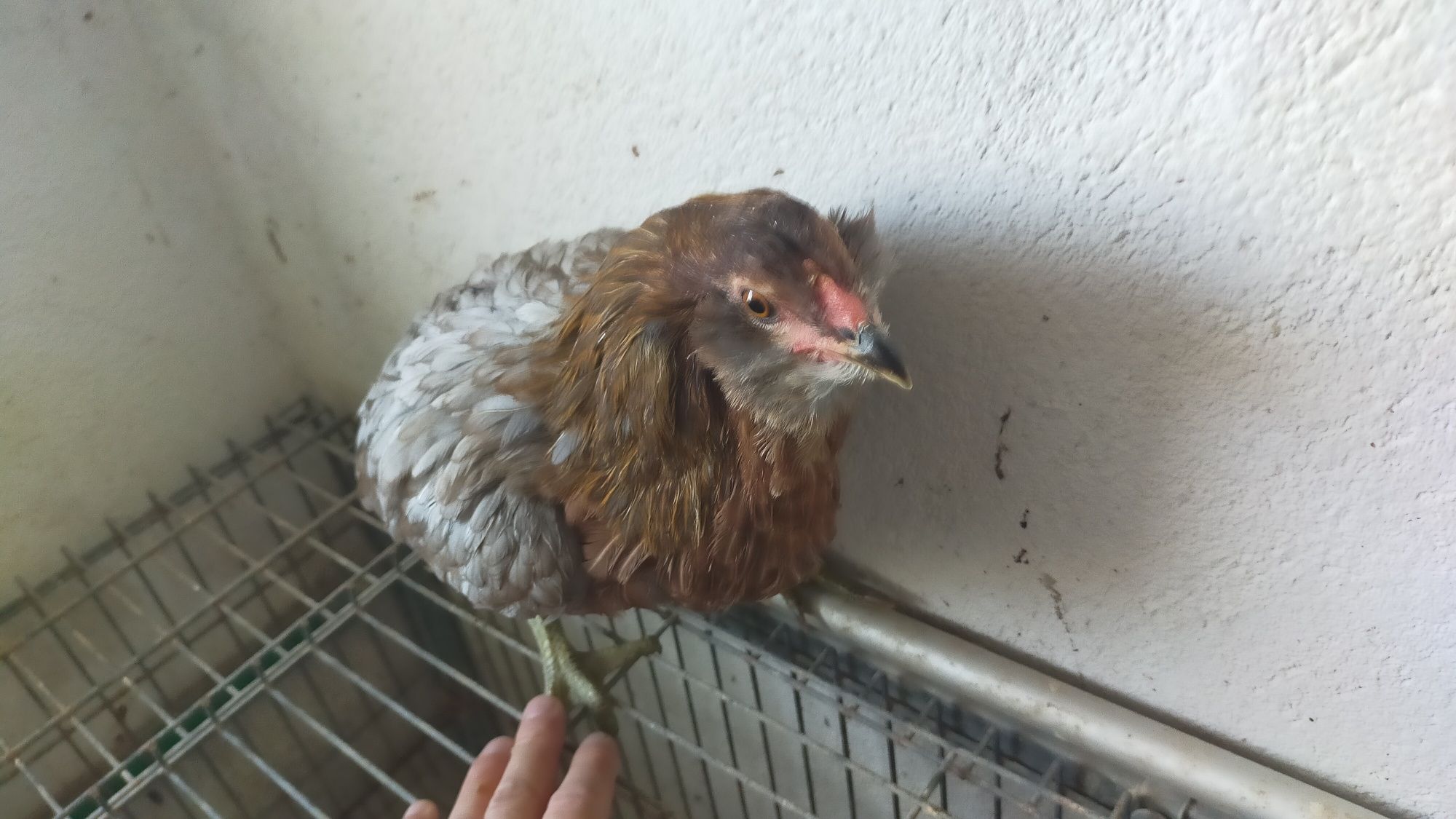 Galinha Araucana
