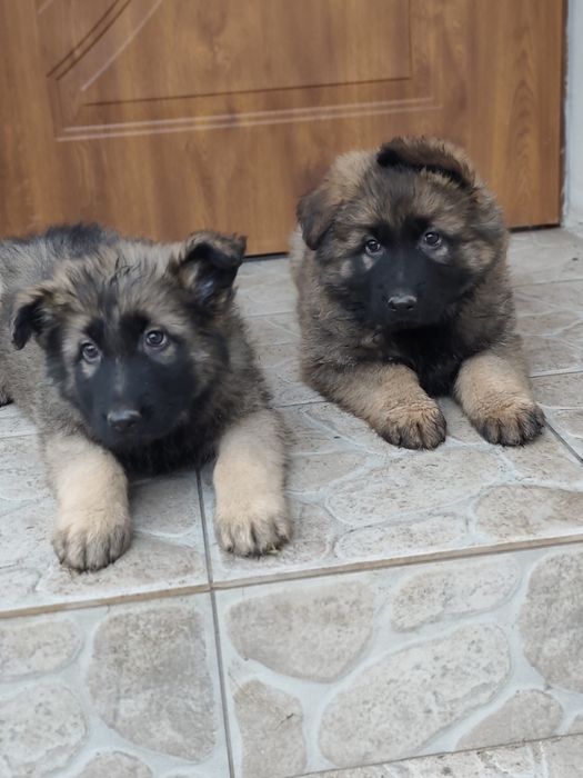 Owczarek niemiecki długowłosy piesek