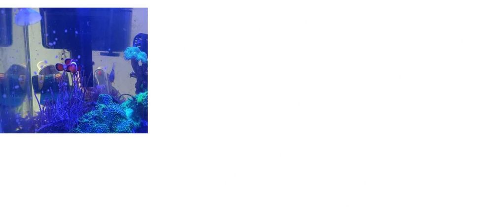 Amphiprion Ocellaris Błazenek