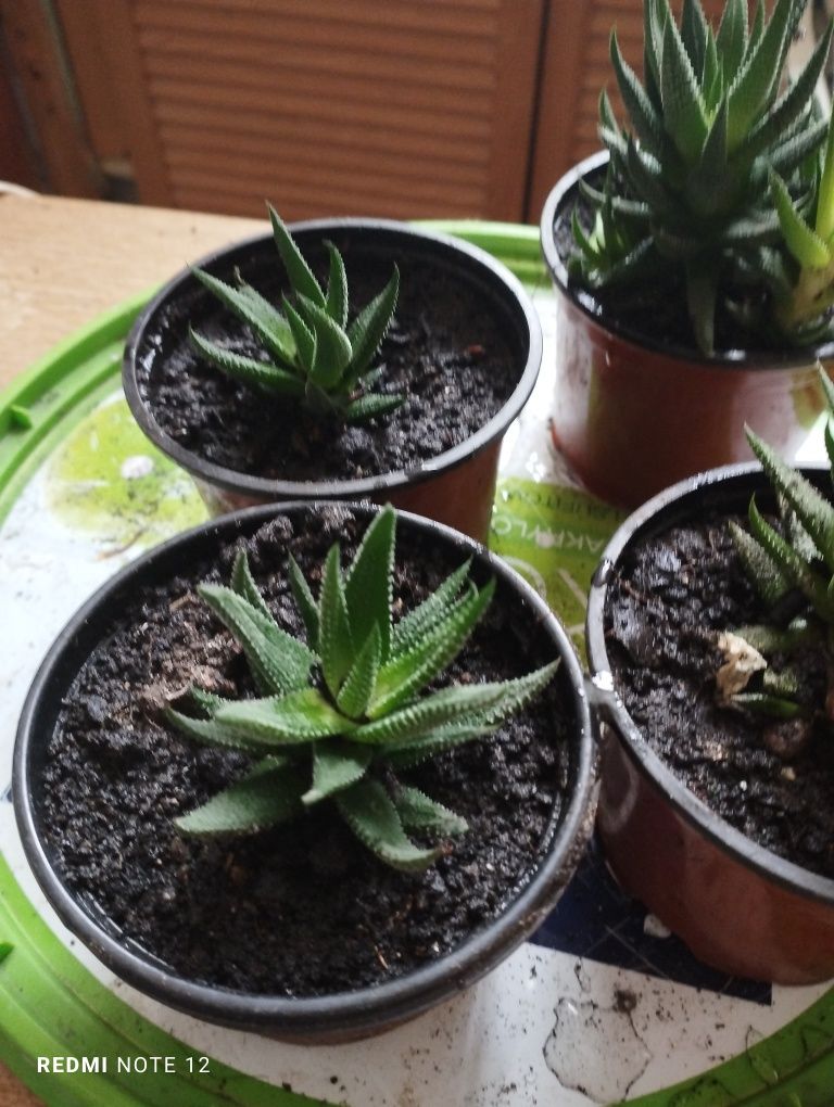 Sukulent haworthia roślina doniczkowa