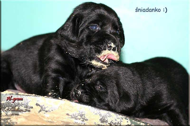 Labrador Retriever zapowiedź czarnego miotu