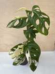 Monstera Adansonii Variegata