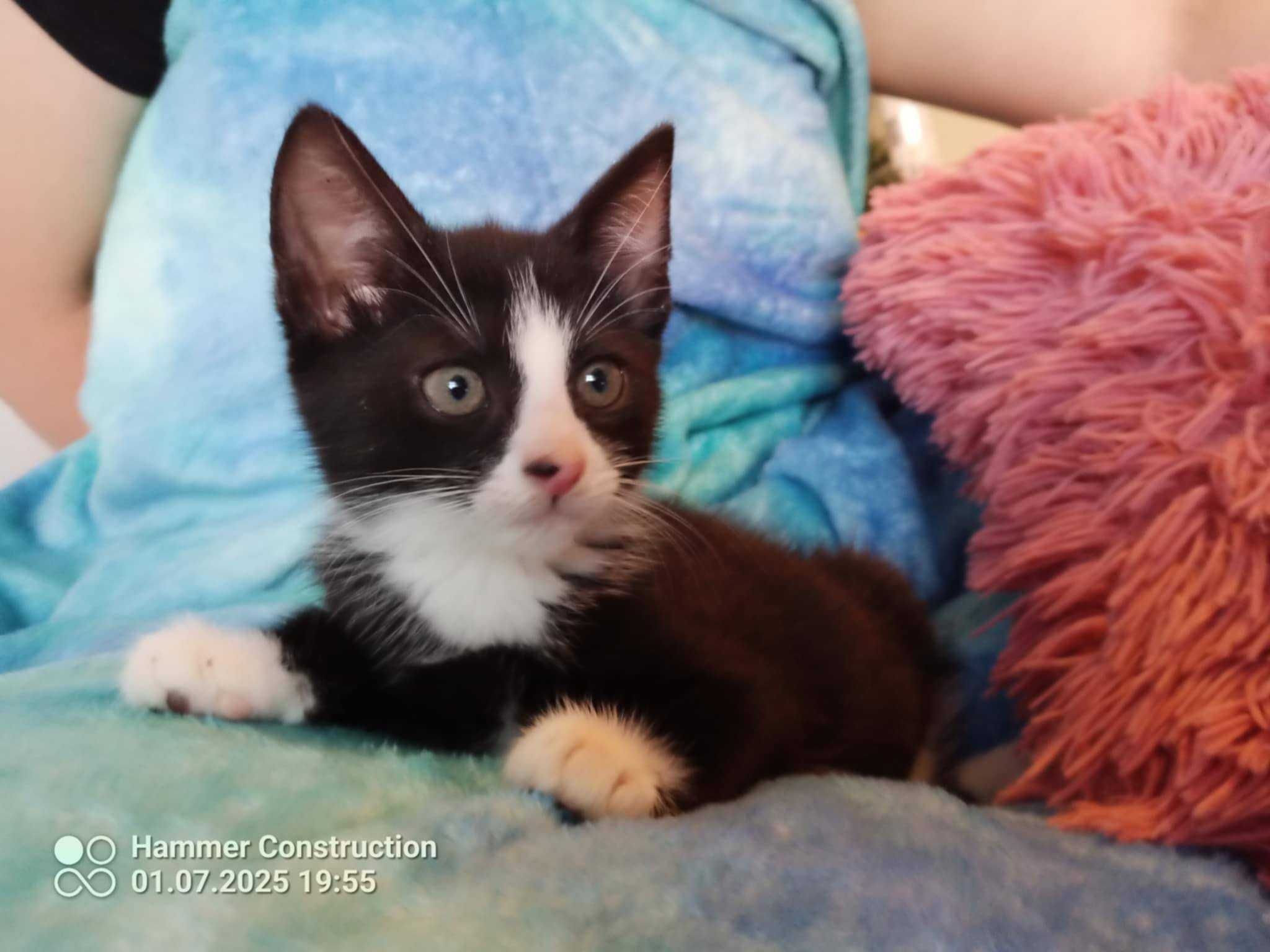 cudne pregowane i inne maluchy do adopcji