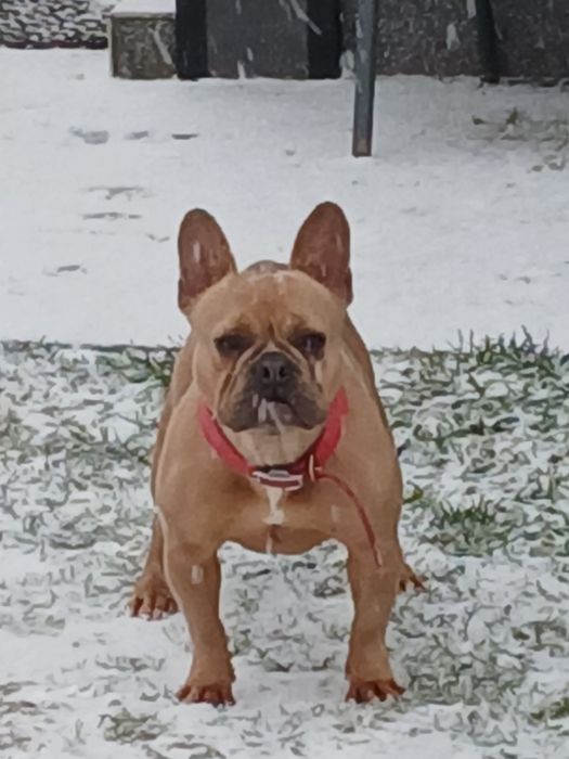 Buldog  francuski