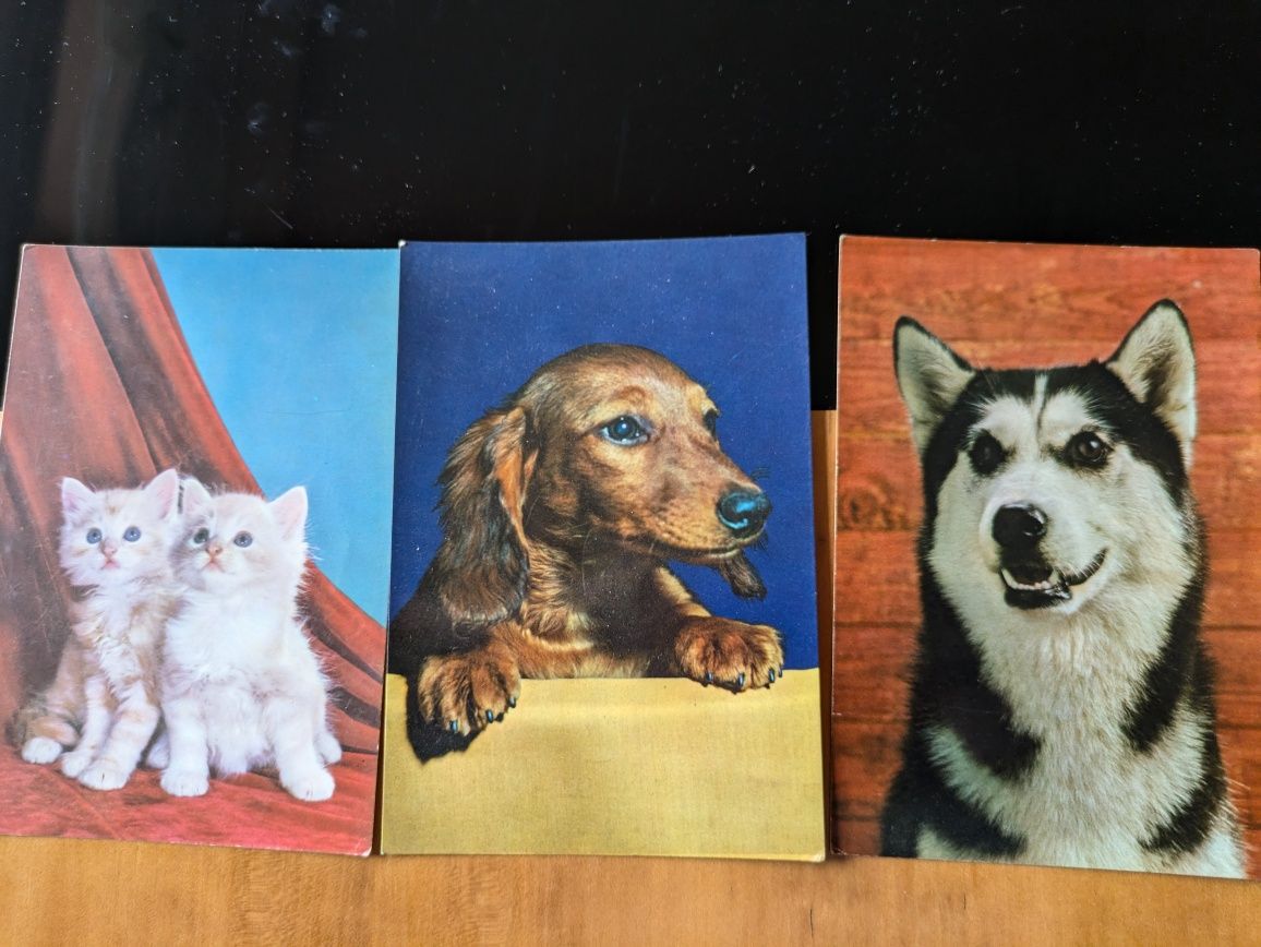 Postais de animais de companhia