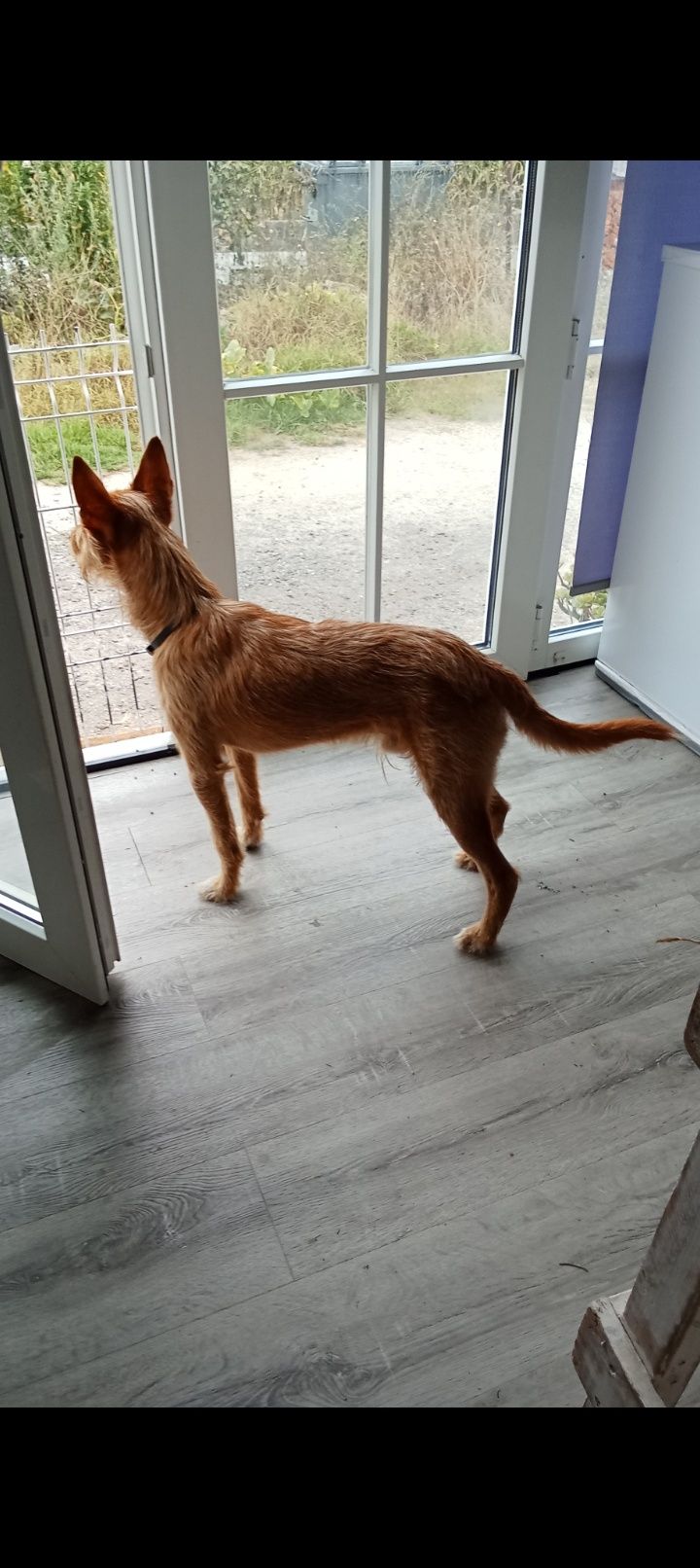 Cão Podengo para adoção