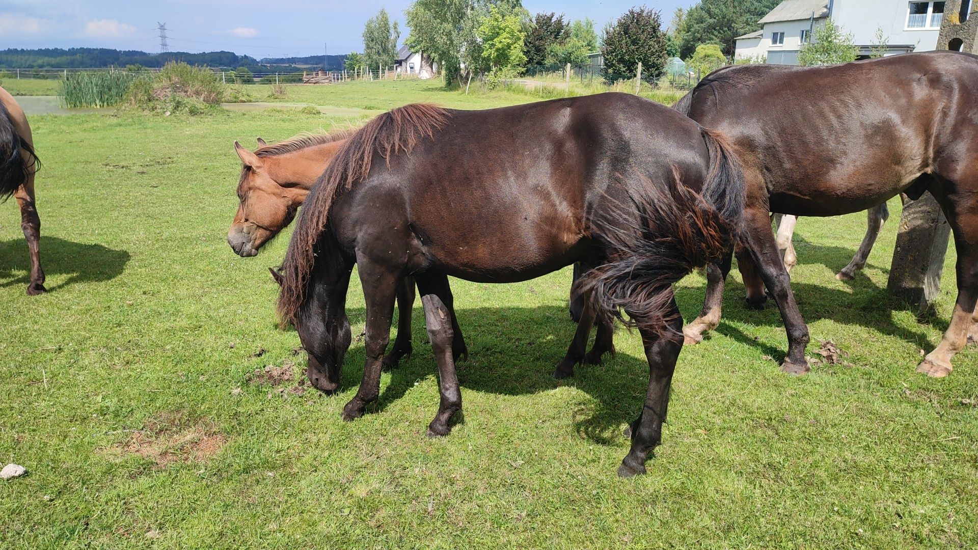 Sprzedam ogiera huculskiego rocznego
