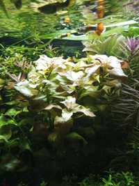 Ludwigia Repens Green