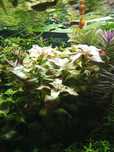 Ludwigia Repens Green
