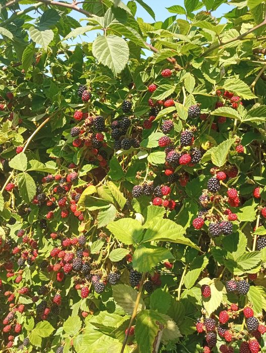 Продам саджанці ожини(Честер) та малини : Гленд Емпл, Гусар,Полана, Хе