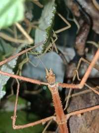 Patyczaki rogate - Medauroidea extradentata