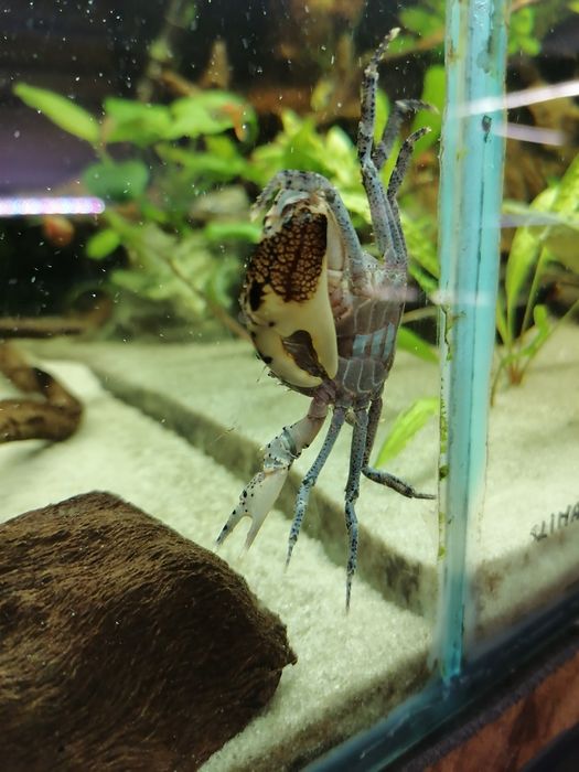 Krab Mekhong dorosły