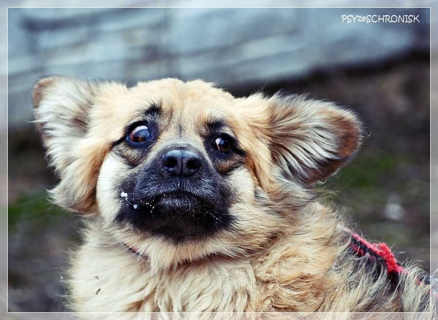 PYSIA - mały gremlin z ogromnym sercem