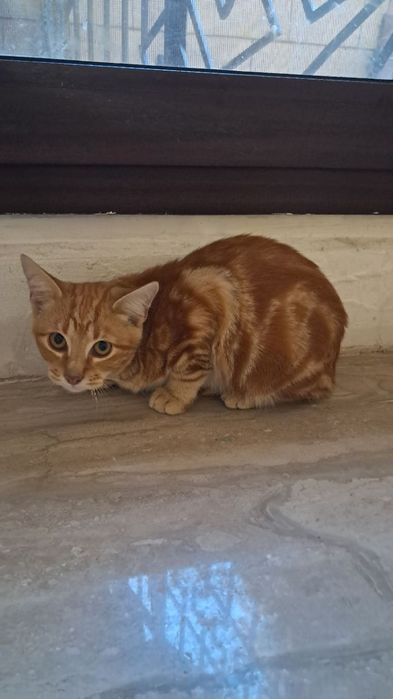 Прилаштування  Рижулькі  Пристройство огненно рыжий котёнок. Бесплатно