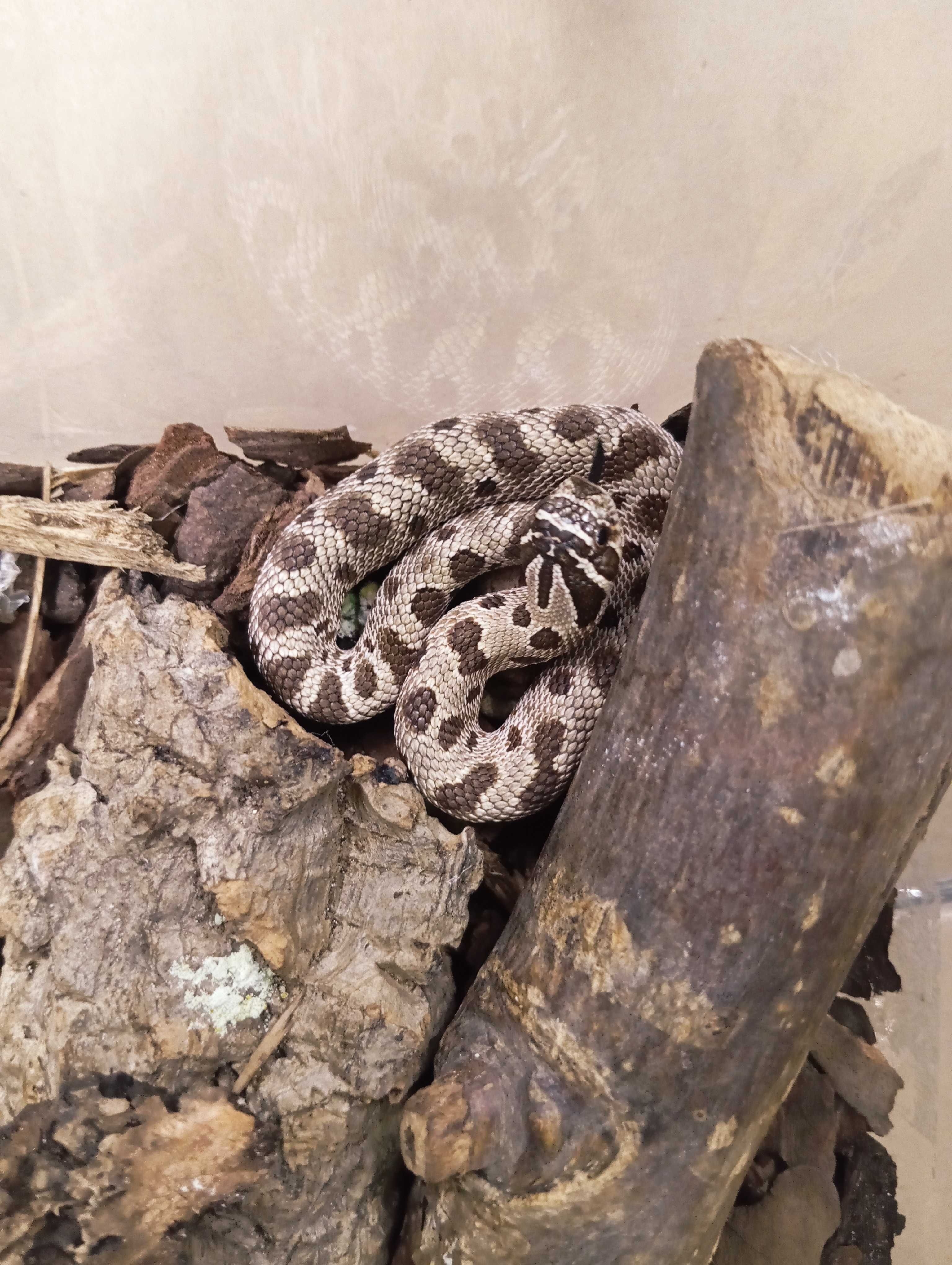Heterodon zachodni anaconda