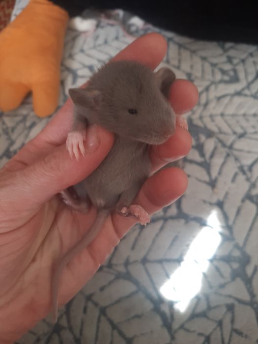 Ручні щурики. Різні породи.