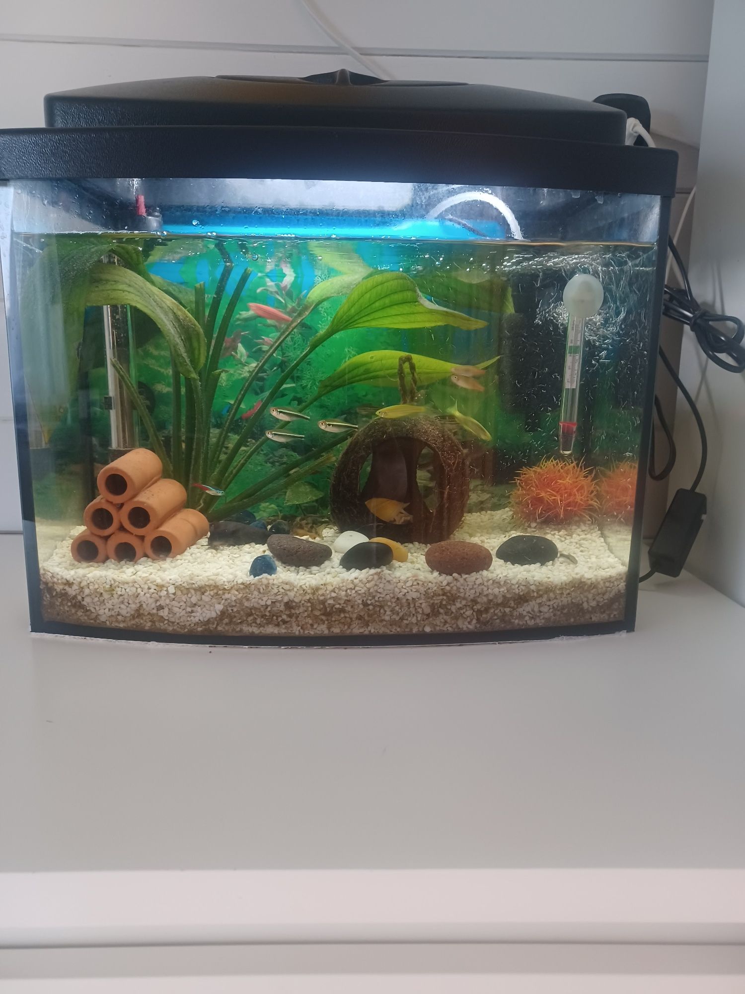 Akwarium 30 l kupione 3mce temu