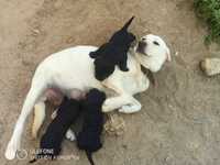 Labradores para adopção