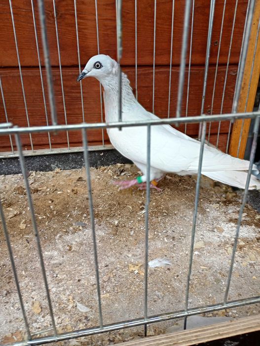 Jasne korniate srebniaki