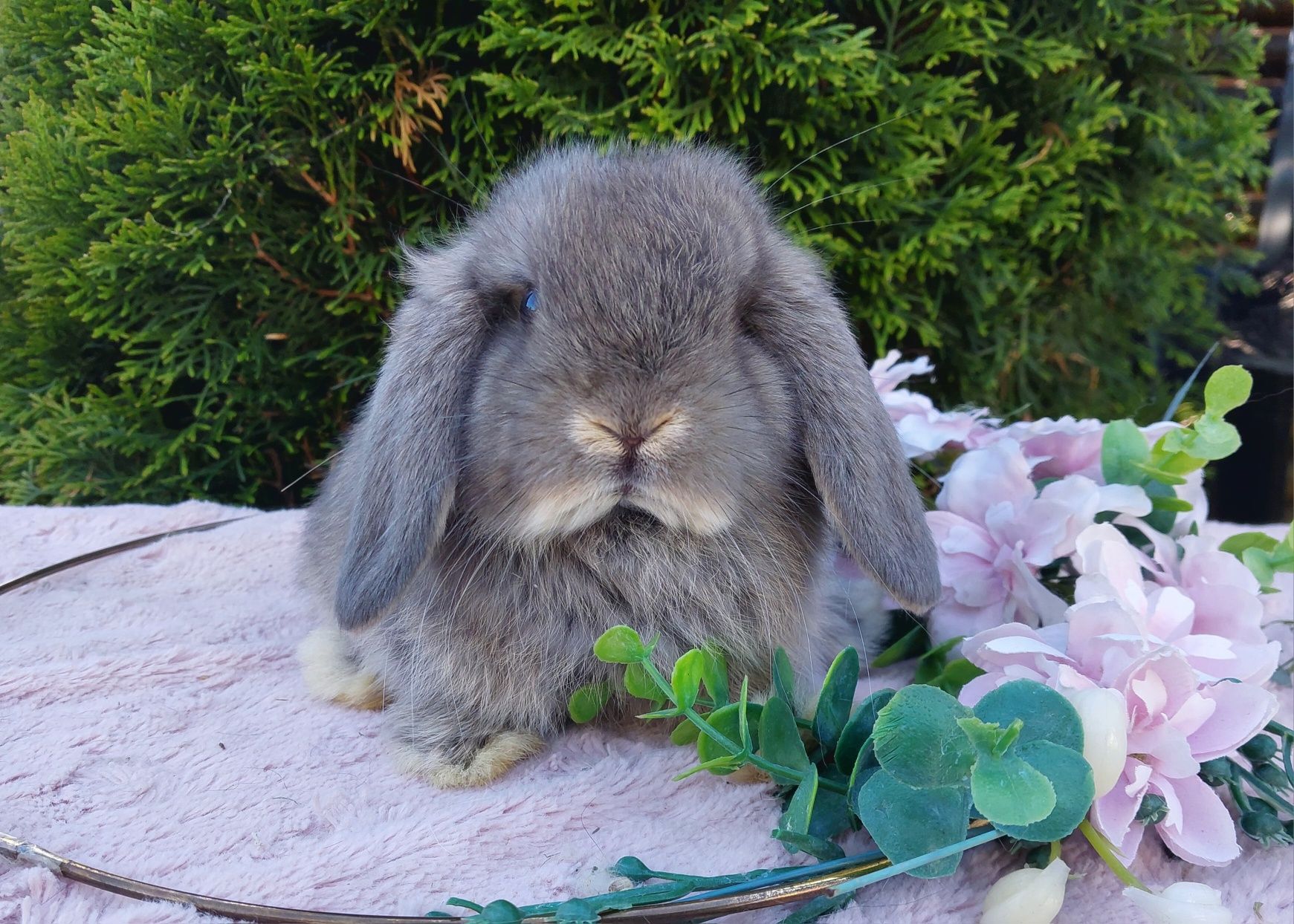 Królik mini lop baranek miniaturka karzełek