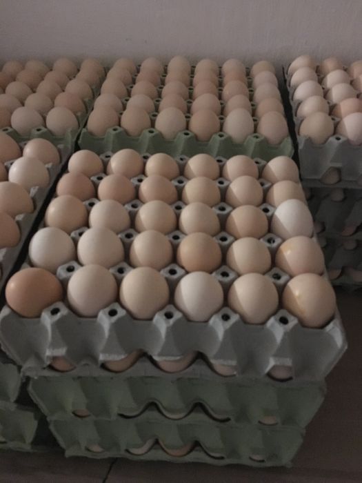 Jajka Świeże wiejskie