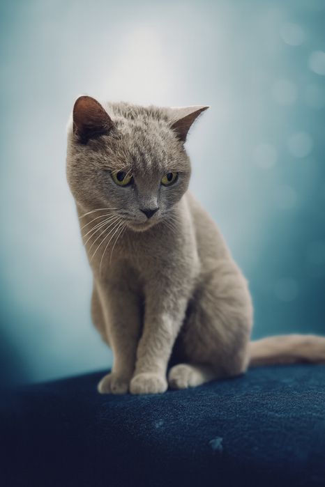 Кішечка в добрі руки