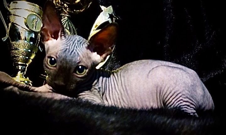 Канадский сфинкс с родословной клубный