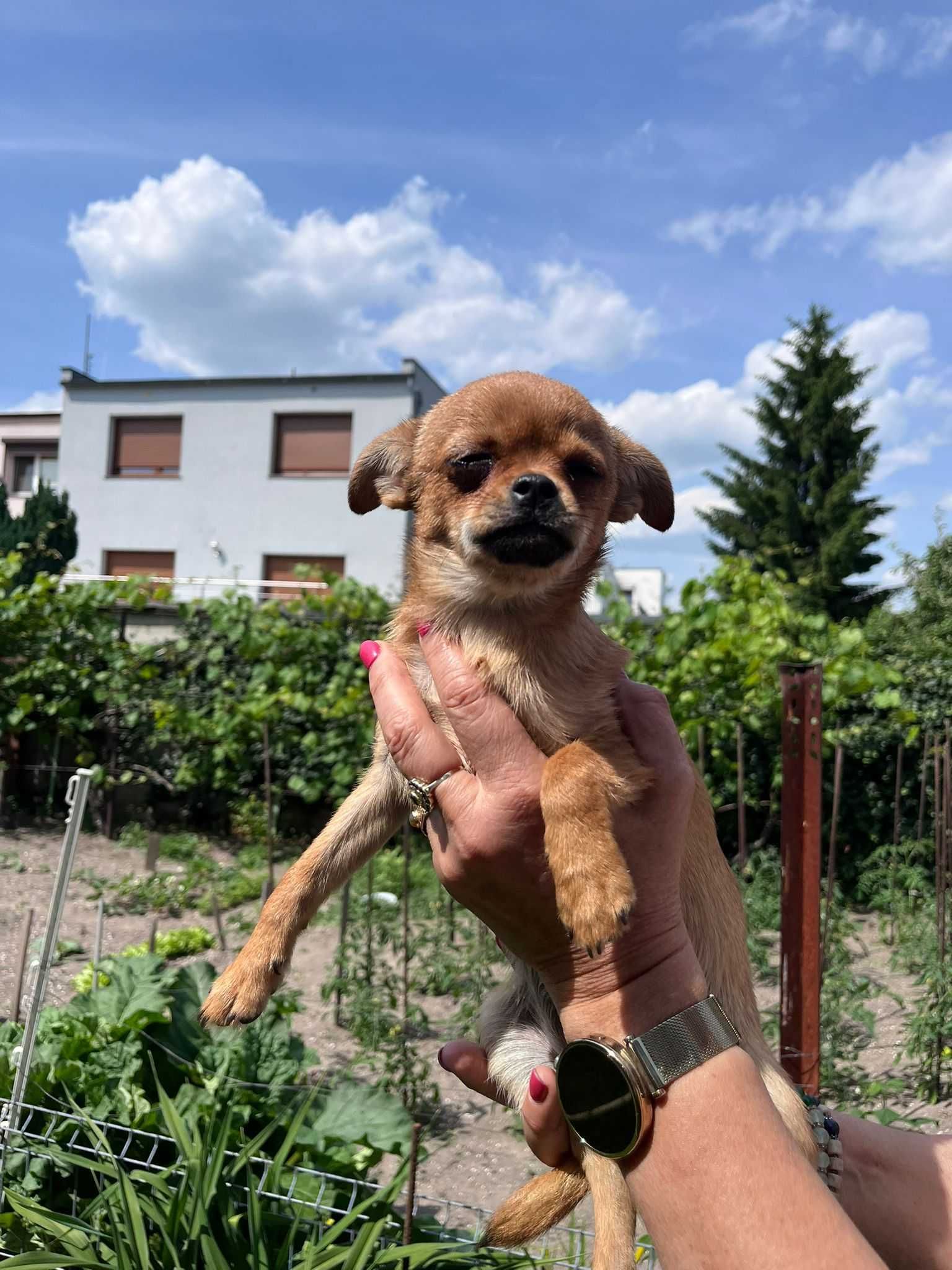 Chihuahua krótkowłosy odchowany śliczny piesek gotowy do odbioru!