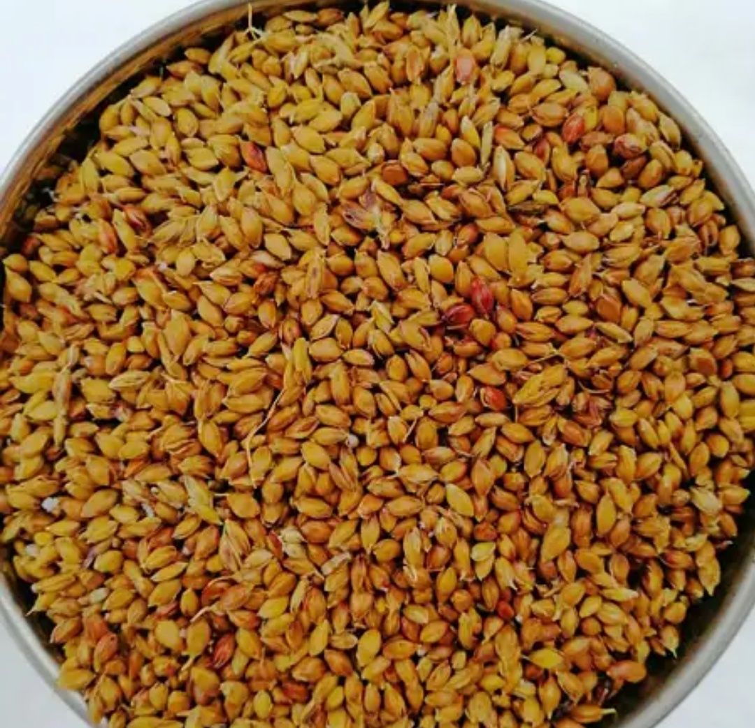 Продам (суданку) суданскую траву насіння суданки