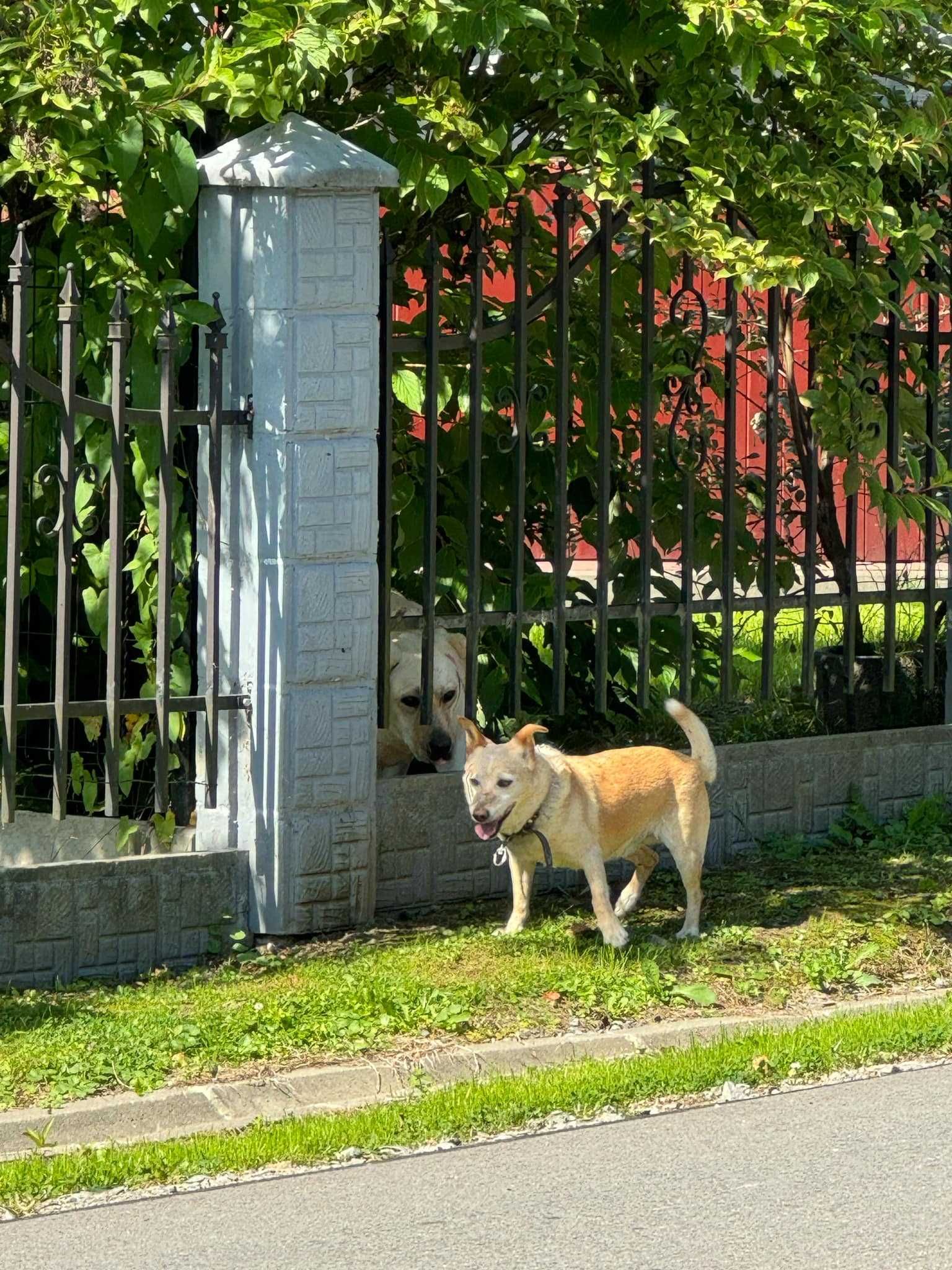 Kundelek pragnący kontaktu z człowiekiem szuka domu