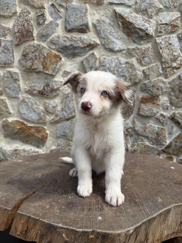 Border collie Merle