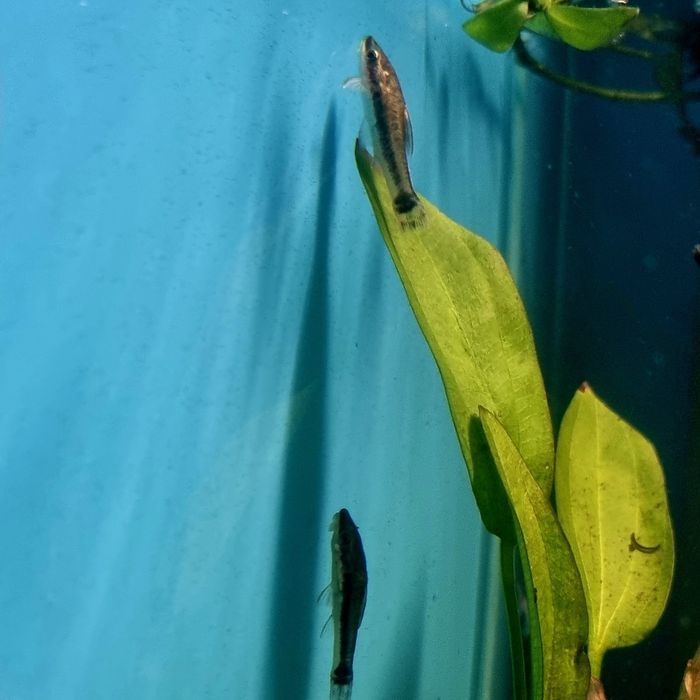 Otosek przyujściowy/ryby na glony