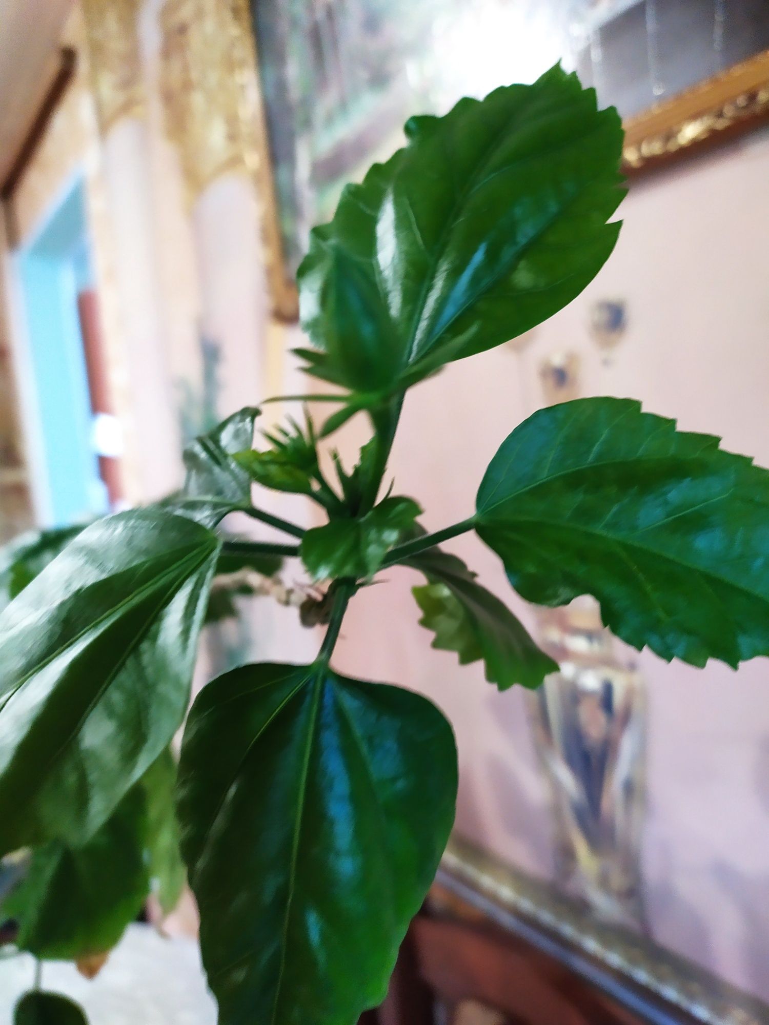 Продам розу китайскую, 6лет