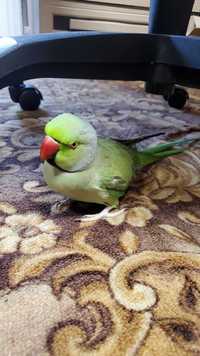 Потерялся попугай! Кривой Рог ЮГОК, зеленый, ожереловый порода