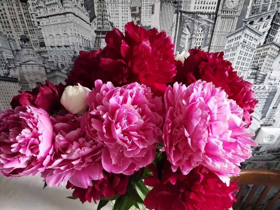 Клематіс, півонія, хоста, квіти