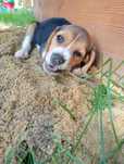Piękna suczka Beagle